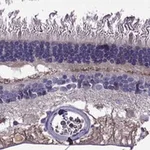 Merck Anti-PI16 antibody produced in rabbit