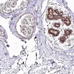 Merck Anti-DMP1 antibody produced in rabbit
