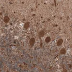 Merck Monoclonal Anti-UCHL1 antibody produced in mouse