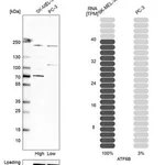 Merck Anti-ATF6B antibody produced in rabbit