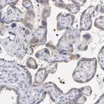 Merck Anti-MOSPD2 antibody produced in rabbit
