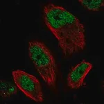 Merck Anti-EMSY antibody produced in rabbit