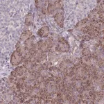 Merck Anti-VRK2 antibody produced in rabbit
