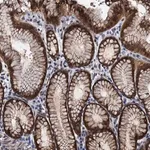 Merck Anti-FAM222A antibody produced in rabbit