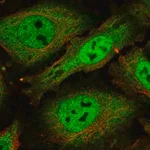 Merck Anti-SCAF1 antibody produced in rabbit