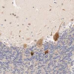 Merck Anti-MTERF2 antibody produced in rabbit