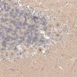 Merck Anti-AHDC1 antibody produced in rabbit