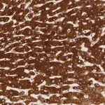 Merck Anti-PACS2 antibody produced in rabbit