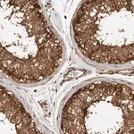 Merck Anti-CNTROB antibody produced in rabbit
