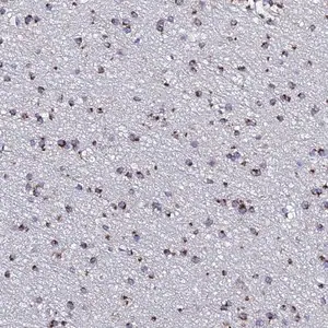 Merck Anti-BORCS8 antibody produced in rabbit