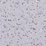 Merck Anti-BORCS8 antibody produced in rabbit