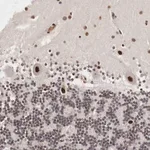 Merck Anti-DACH2 antibody produced in rabbit
