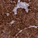 Merck Anti-REG1A antibody produced in rabbit