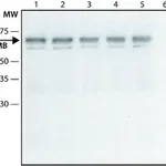 Merck Anti-NUMB (C-terminal) antibody produced in rabbit