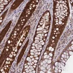 Merck Anti-HN1L antibody produced in rabbit
