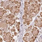 Merck Anti-FUT8 antibody produced in rabbit