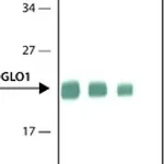 Merck Anti-Glyoxalase I antibody, Rat monoclonal