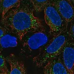 Merck Anti-BMP2 antibody produced in rabbit