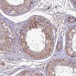 Merck Anti-ARL6IP1 antibody produced in rabbit