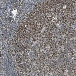 Merck Anti-HLX antibody produced in rabbit