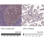 Merck Anti-DTX1 antibody produced in rabbit