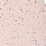 Merck Monoclonal Anti-CUX1 antibody produced in mouse