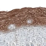 Merck Anti-PAPD5 antibody produced in rabbit
