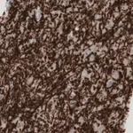 Merck Monoclonal Anti-MBP antibody produced in mouse