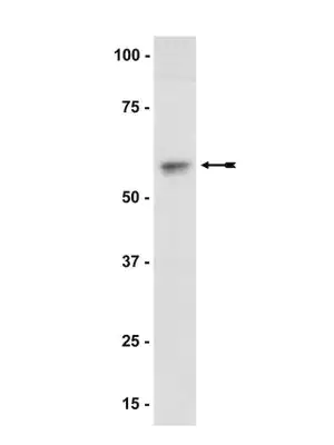 Merck Anti-Akt1/PKBα Antibody