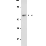 Merck Anti-Akt1/PKBα Antibody