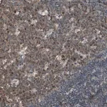 Merck Anti-POLH antibody produced in rabbit