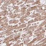 Merck Anti-FZD2 antibody produced in rabbit