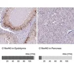 Merck Anti-C19orf43 antibody produced in rabbit