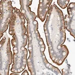 Merck Anti-C1QTNF12 antibody produced in rabbit