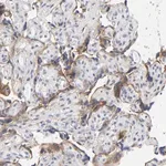 Merck Anti-LRP1 antibody produced in rabbit