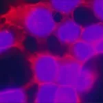Merck Anti-Epidermal Growth Factor (EGF) Receptor, Mouse monoclonal
