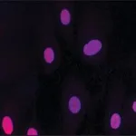 Merck Anti-HMGB2 (HMG2) antibody produced in rabbit
