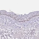 Merck Anti-PAX3 antibody produced in rabbit