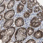 Merck Anti-MPDZ antibody produced in rabbit