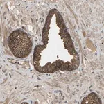 Merck Anti-LPAR2 antibody produced in rabbit