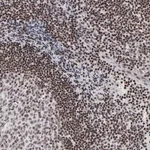 Merck Anti-SP2 antibody produced in rabbit