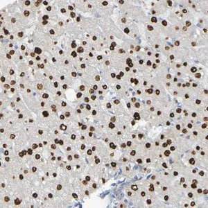 Merck Anti-USP36 antibody produced in rabbit