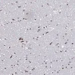 Merck Anti-PCDHB8 antibody produced in rabbit