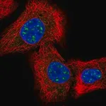 Merck Anti-IQCK antibody produced in rabbit