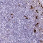Merck Anti-TPSB2 antibody produced in rabbit