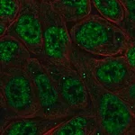 Merck Anti-NFKBIZ antibody produced in rabbit