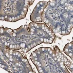 Merck Anti-CFLAR antibody produced in rabbit