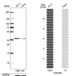 Merck Anti-TNFAIP6 antibody produced in rabbit