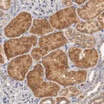 Merck Anti-PCSK6 antibody produced in rabbit