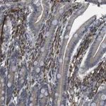 Merck Anti-FUT2 antibody produced in rabbit